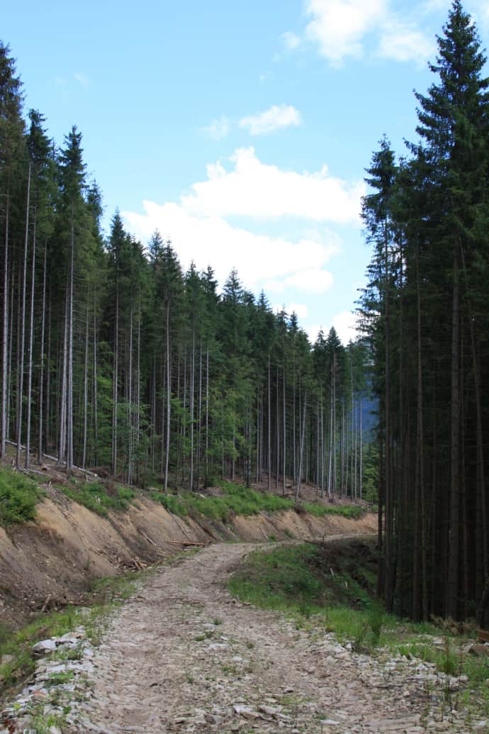 Нові дороги в Карпатах будуються під різними приводами – для потреб місцевих мешканців, розвитку туризму та легшого гасіння природних пожеж. Проте, головна їхня задача – забезпечити доступ до нових ділянок лісу, щоб їх легше було вирубувати
