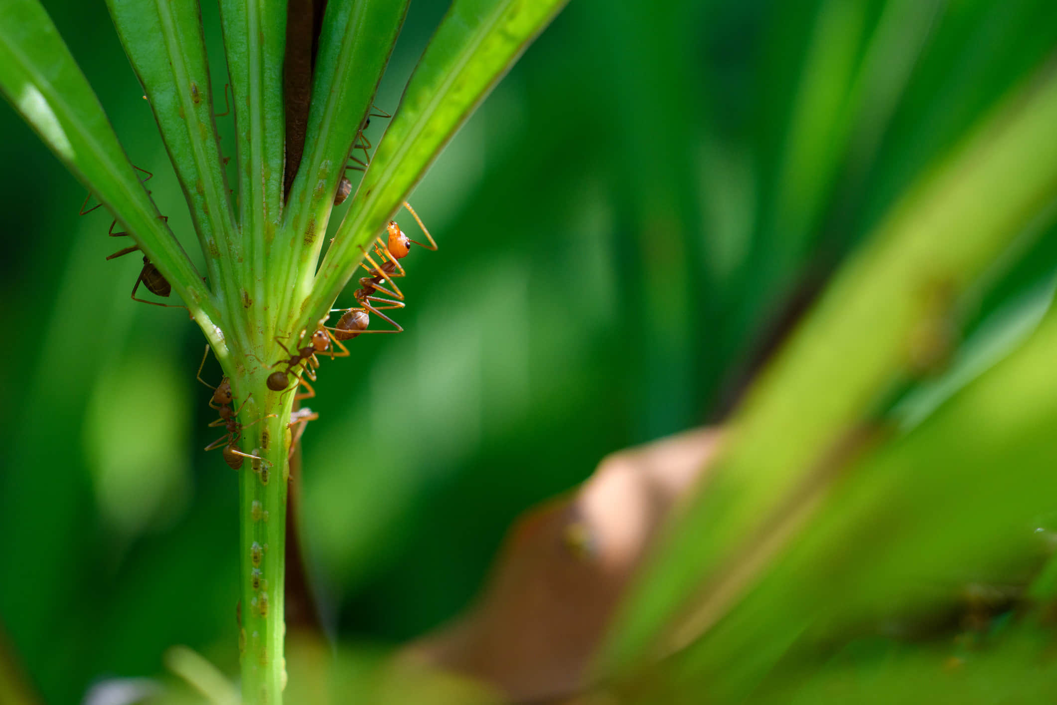 Деякі види мурашок не просто їстівні, але й вважаються делікатесом