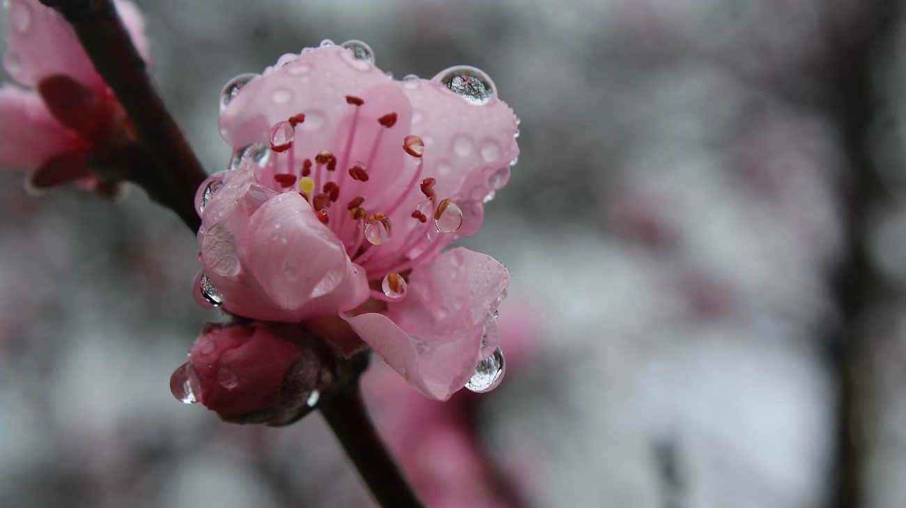In Ukraine it will rain, in the Carpathians predict wet snow and frost