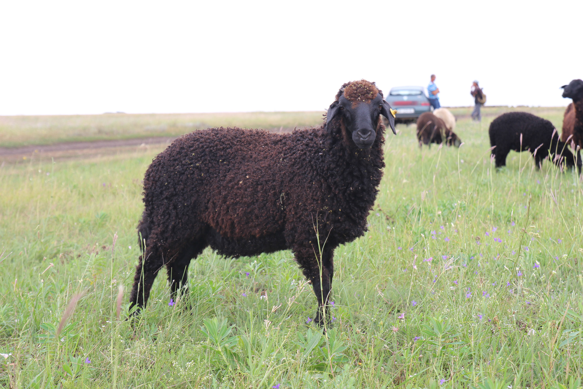 В Тарутинской степи возрождают овцеводство, которое было одним из основных занятий в Бессарабии.