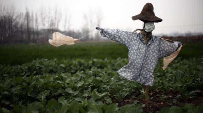 На фермі в Німеччині спалах коронавірусу: там працюють українці