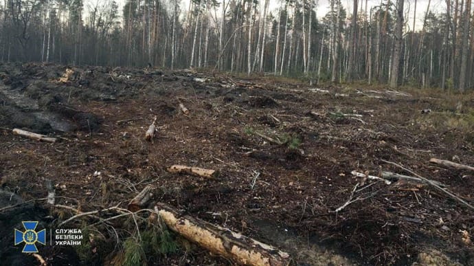 СБУ виявила масштабну вирубку лісів на заході та півночі країни