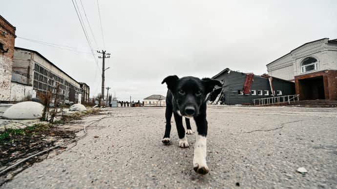 EU to hand over third group of mine detection dogs to Ukraine