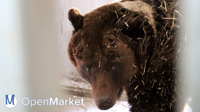Правительство безвозмездно раздало конфискованных львов и медведей