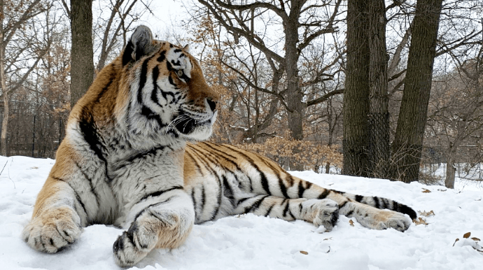 В американском зоопарке умер тигр Путин