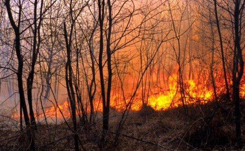Пожежі на Житомирщині охопили вже 9 лісгоспів