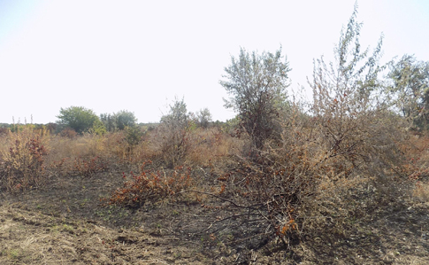 Поліція не побачила слідів підпалу виноградників на Одещині 