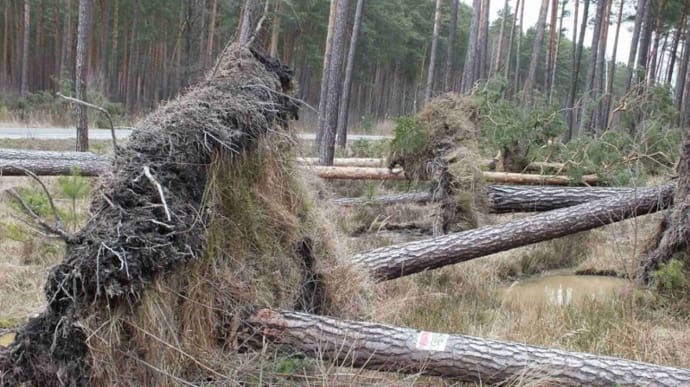 Польшу накрыли гроза и ураган: 2 погибших, обесточены тысячи домов