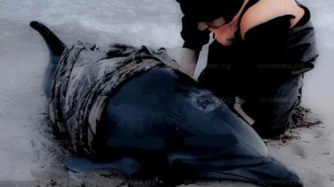За месяц в Черном море в результате военных действий погибли десятки китообразных