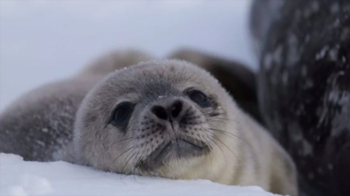 Ukrainian Antarctic researchers select name for first seal born this year – photos