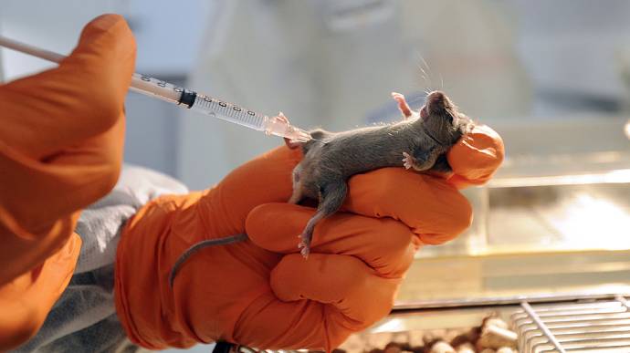 Украина разрабатывает вакцину против коронавируса: уже тестируют на польских мышах