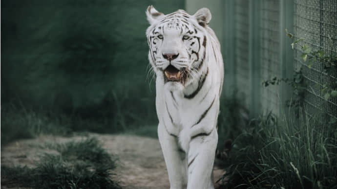 Оккупанты похитили из зоопарков на ТОТ редких бенгальских тигров