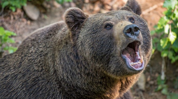У Румунії на українських туристів напала ведмедиця