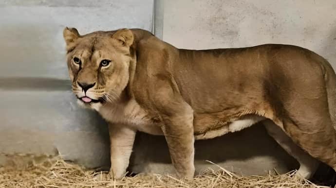 3 lions from Ukraine taken to animal park in France – photo