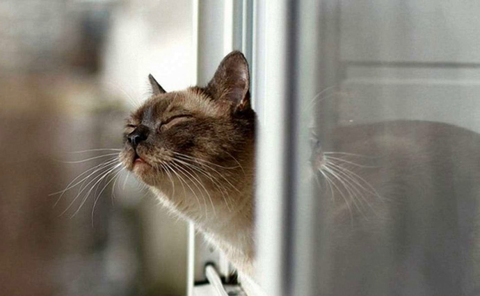 Синоптик: Мартовское тепло дезориентирует котов