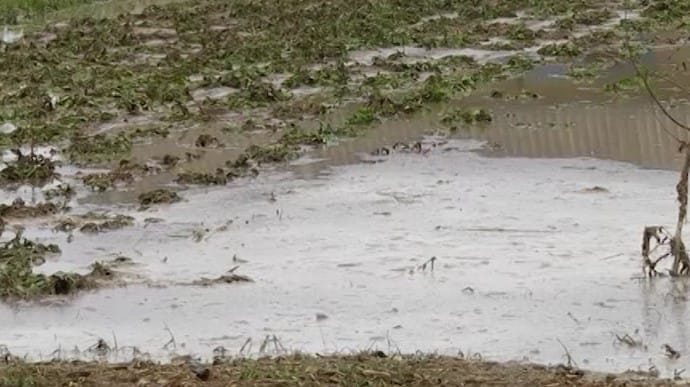 Через зливи в окупованому Криму гине врожай