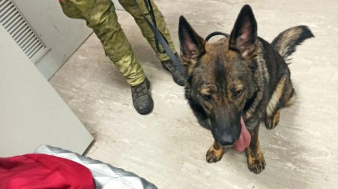 Наркотичні пігулки з Єгипту унюхав у Борисполі собака прикордонників 