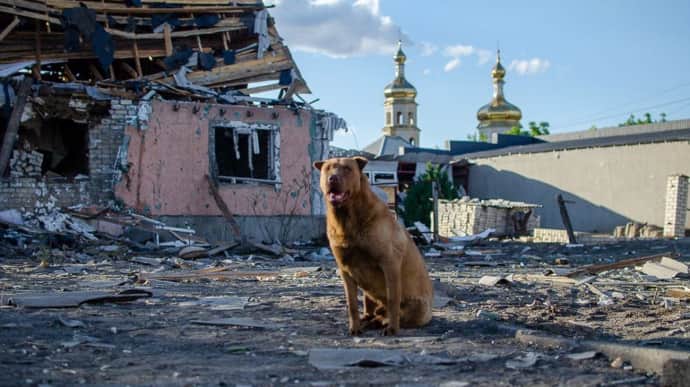 Eenzame hond blijft ruïnes van huis bewaken na Russische aanval - foto's