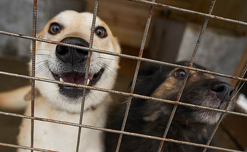 В Китае официально признали, что собаки не еда