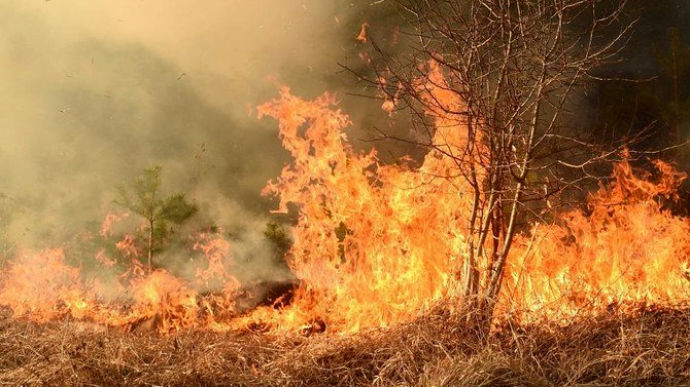 Четыре человека погибли в лесных пожарах в Алжире