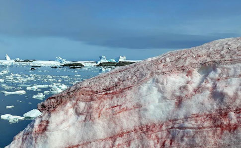 В Антарктиді зацвів сніг: став малиновим