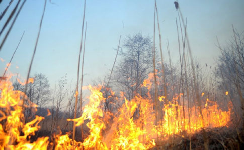 Еще одна жертва поджога травы: спасатели призывают к здравому смыслу