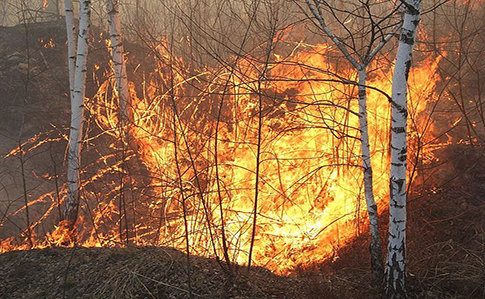 На Житомирщині повідомляють про нову пожежу загрозливих масштабів
