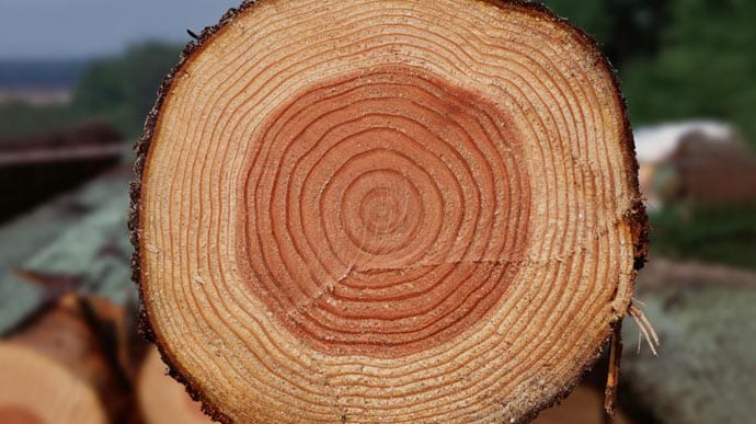 Кабмин меняет законопроект об отмене моратория на экспорт леса-кругляка