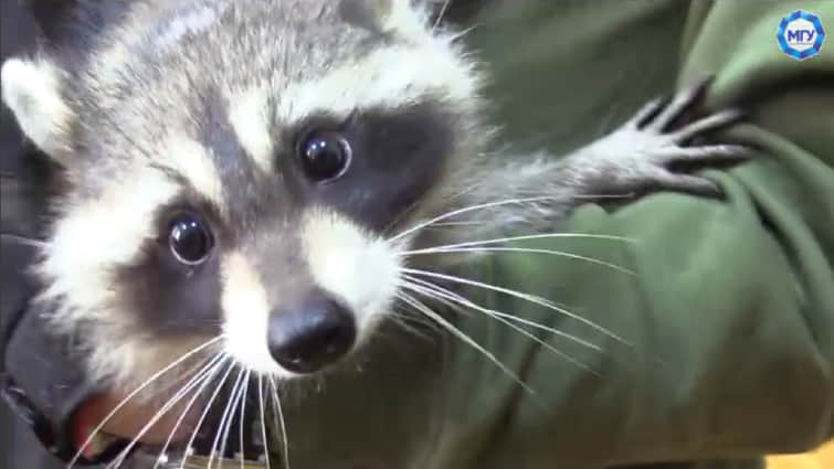 Russian invaders accept stolen raccoon from Kherson to university in occupied Melitopol