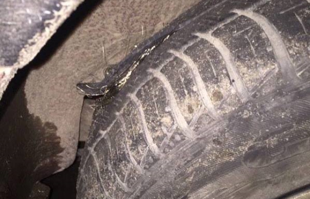 Разорванная шина на автомобиле истца