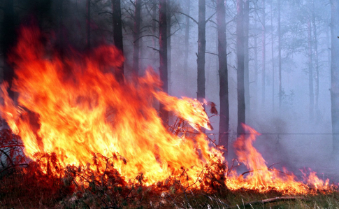 У Чорнобильській зоні горить ліс | Українська правда