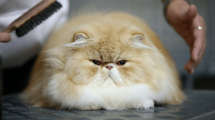 Российских кошек отстранили от участия в международных выставках