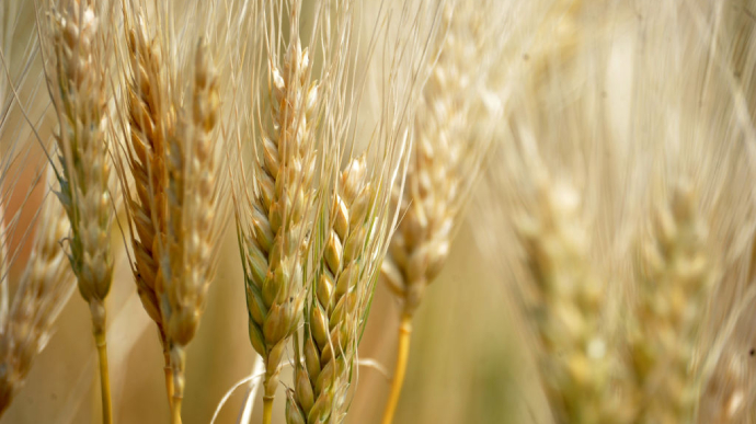 Аксёнов признался, что россияне продают в Севастополе украденное зерно