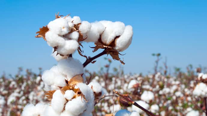 Ukraine grows cotton planted for gunpowder production