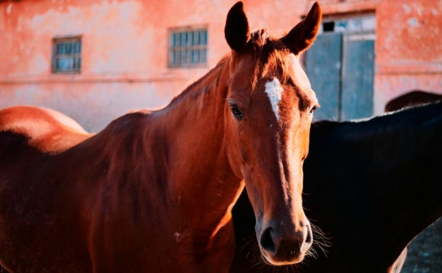 Счастливые Лошади. видео-уроки, статьи, информация из happy-horses.ru