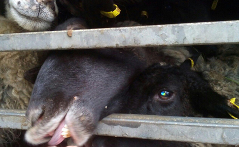 На Одесчине зоозащитники блокируют фуру с овцами, которых везут на уничтожение