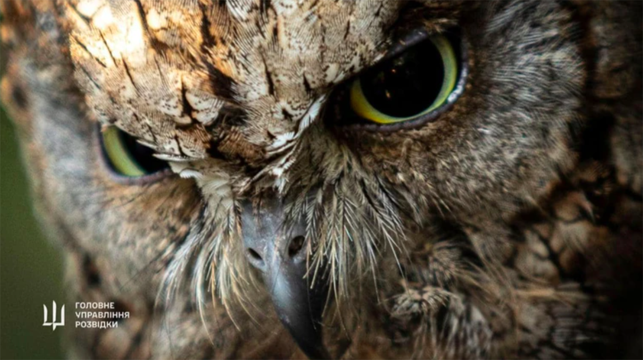 Feathered symbol of Ukraine's Defence Intelligence: Rescued owls brought to Kyiv Zoo on order of intelligence chief – photos