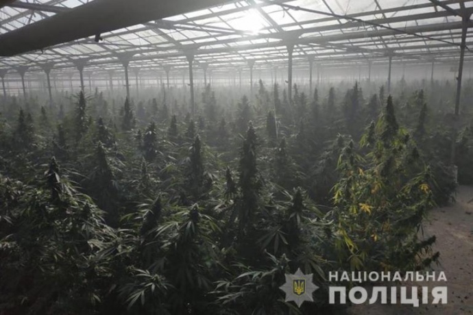 плантация марихуаны на украине