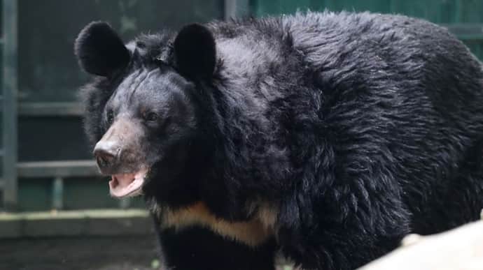 Our beloved Yampil: bear rescued from Donetsk Oblast dies in Scottish zoo