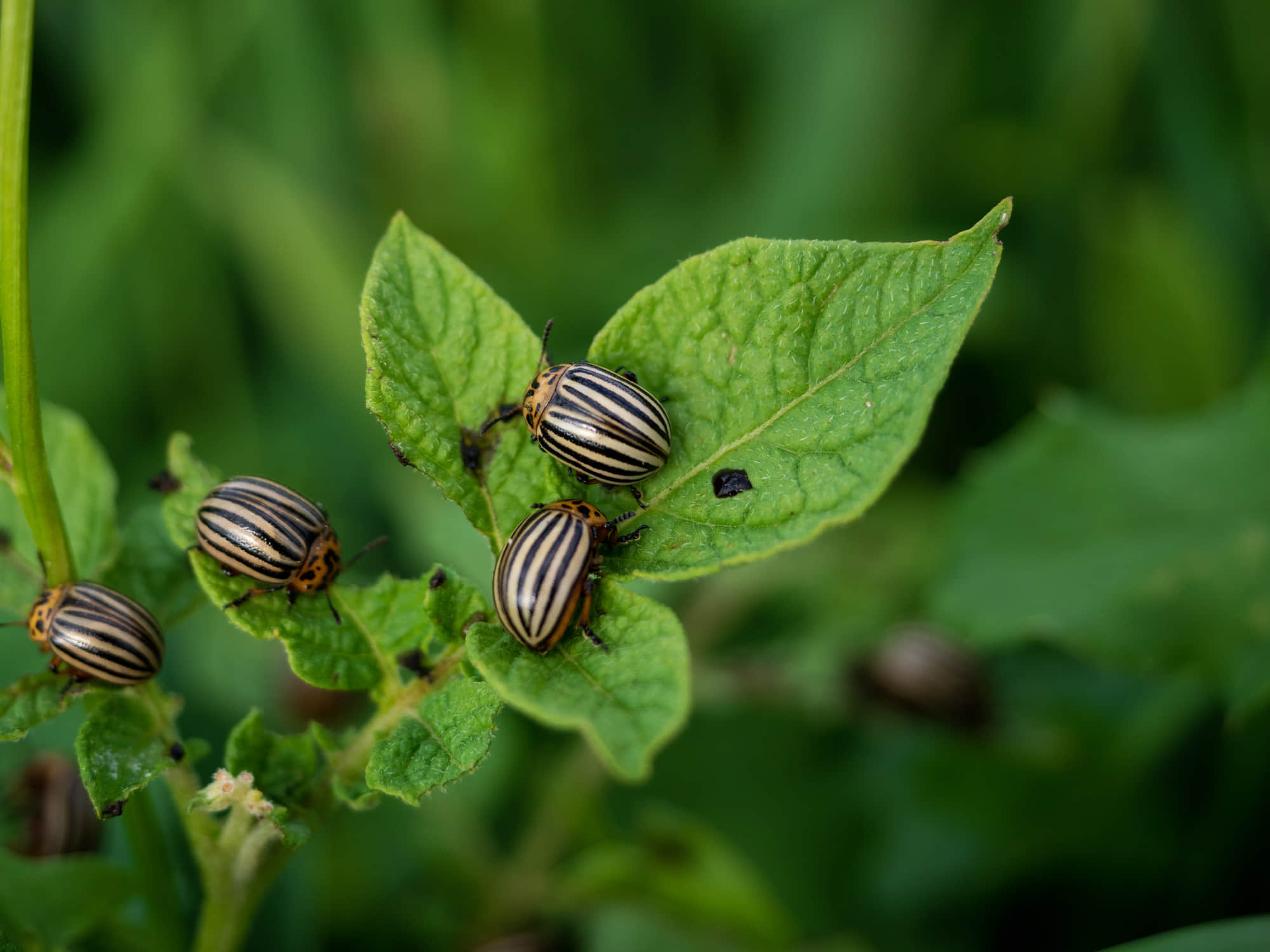 Колорадські жуки на листі картоплі