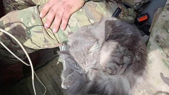 Пушистая боевая подруга: военные рассказали о кошке, ставшей членом подразделения