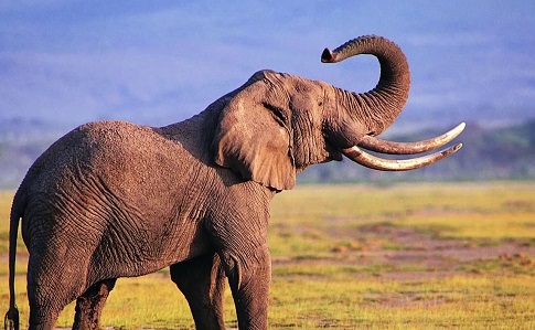 На конференції в Женеві заборонили продаж африканських слонів у зоопарки і цирки