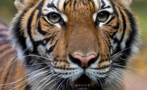 Коронавирус поразил еще 4 тигров, 3 львов и 2 домашних кошек в Нью-Йорке