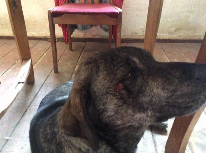 Лакарен опубликовал фотографию раненой собаки