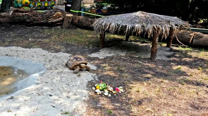 Kyiv Zoo shows new home for spurred tortoises rescued from war – photos