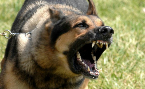 Травля собаками и издевательства: 4 политузников везут из Крыма в РФ