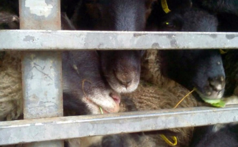 Після скандалу з вмираючими вівцями посилили вимоги до перевезення тварин
