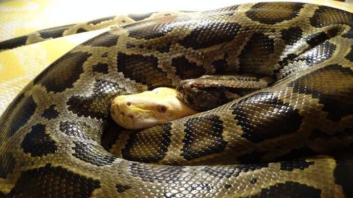 Python rescued from a burning Russian tank near Kupiansk now has a partner