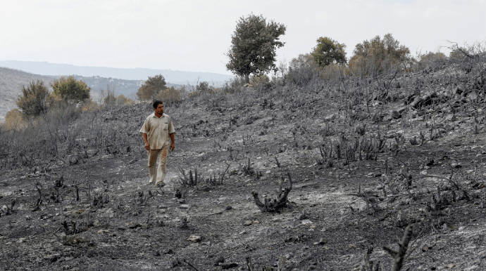 Сирия казнила 24 человека за поджоги, повлекшие лесные пожары