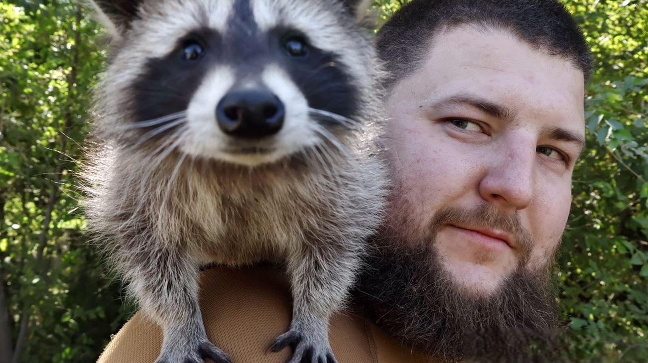 "Sergeant Molly": Ukrainian soldiers share photos of a raccoon who has become their unit's mascot